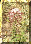 Rocky Mtn Bee Plant Photo by Dorothy Metzler Aug2001