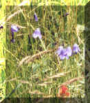 Harebell Photo by Dorothy Metzler Aug2001