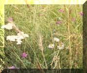 NM wild flower meadow Photo by Dorothy Metzler Aug2001