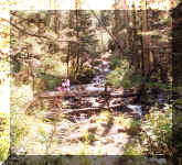 Trail scene near Taos Photo by Dorothy Metzler Aug2001