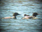 Common Loons photo by Bob Metzler June 2002