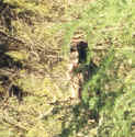 Great Gray Owl photo by Bob Metzler June 2002