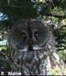 Great Gray Owl photo by Dick Walton June 2002