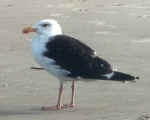 Great Black-backed Gull, N Myrtle Beach, SC, Sept 2002