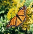 Monarch Butterfly photo by True Mann