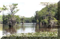 Caddo Lake scene MothersDay1999 photo by Dorothy Metzler