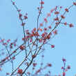 Red Maple in bloom; photo by Dorothy Metzler 10-Feb-01
