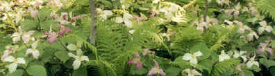 Trilliums and Wood Fern photo by Dorothy Metzler June 2002