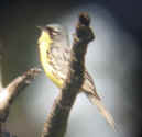 Kirtland's Warbler photo by Bob Metzler June 2002